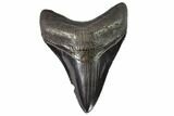 Serrated, Fossil Megalodon Tooth - With Pyrite #108858-1